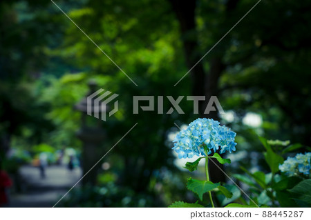 Photograph of the precincts of the early summer of Yanagaya Kannon Nakuyaji, Nagaokakyo, Kyoto 88445287