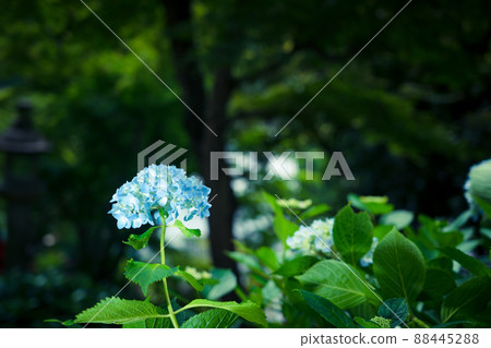 Photograph of the precincts of the early summer of Yanagaya Kannon Nakuyaji, Nagaokakyo, Kyoto Photograph of the precincts of the early summer of Yanagaya Kannon Nakuyaji, Nagaokakyo, Kyoto 88445288