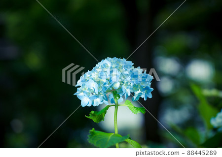 Photograph of the precincts of the early summer of Yanagaya Kannon Nakuyaji, Nagaokakyo, Kyoto Photograph of the precincts of the early summer of Yanagaya Kannon Nakuyaji, Nagaokakyo, Kyoto 88445289