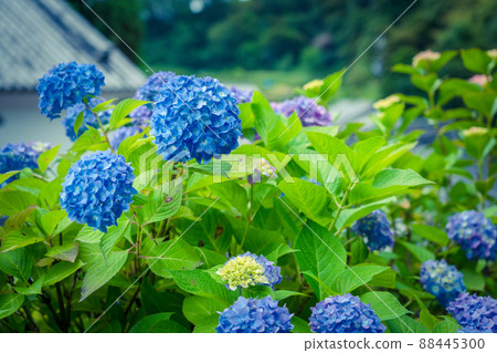 京都長岡京的柳谷ya農農中谷寺初夏區照片 88445300