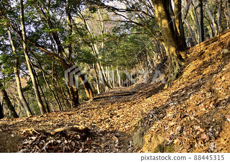 丹澤的小山三根山大山三根山縱貫路線朝日照亮落葉山路 丹澤的小山三根山大山三根山縱貫路線朝日照亮落葉山路 88445315