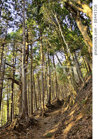 丹澤的小山山 三根山 小山 三根山縱貫路線 朝日照亮林間小路 丹澤的小山山 三根山 小山 三根山縱貫路線 朝日照亮林間小路 88445316