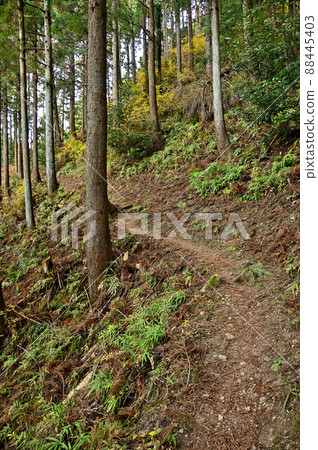 丹澤小山三重山縱貫路線的小山三重山登山道 丹澤小山三重山縱貫路線的小山三重山登山道 88445403