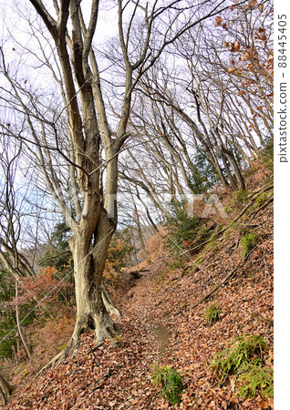 Tanzawa's Oyama Mt. Miune Mountain Oyama Mt. Miune Longitudinal Course Konara Mountain Trail Tanzawa's Oyama Mt. Miune Mountain Oyama Mt. Miune Longitudinal Course Konara Mountain Trail 88445405