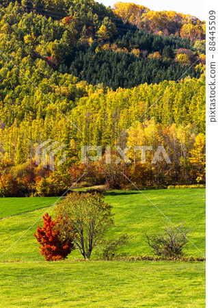 Furano, Hokkaido, Autumn Colors in October, Japan Furano, Hokkaido, Autumn Colors in October, Japan 88445509
