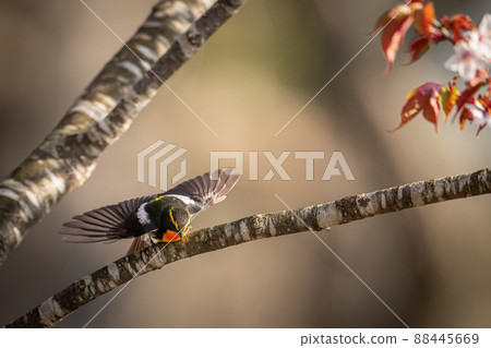 May of Hokkaido, wild cherry blossoms and narcissus flycatcher. 88445669