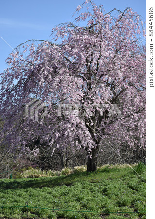 Weeping cherry blossoms that shine against the blue sky 88445686