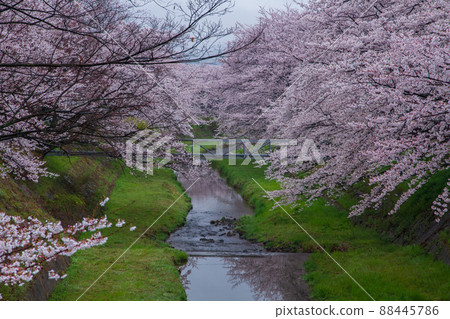 Photographing cherry blossoms in Tamagawa, Ide-cho, Tsuzuki-gun, Kyoto Prefecture 88445786