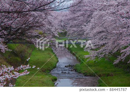 Photographing cherry blossoms in Tamagawa, Ide-cho, Tsuzuki-gun, Kyoto Prefecture 88445787