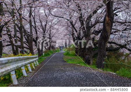Photographing cherry blossoms in Tamagawa, Ide-cho, Tsuzuki-gun, Kyoto Prefecture 88445800