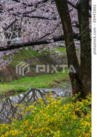 在京都府都筑郡井出町玉川拍攝櫻花 在京都府都筑郡井出町玉川拍攝櫻花 88445802