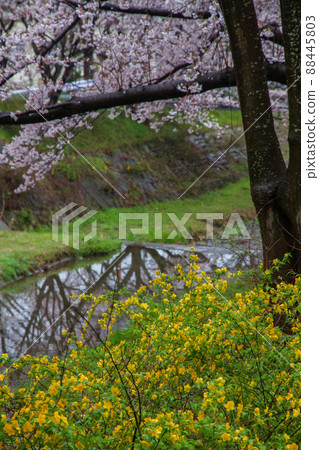 在京都府都筑郡井出町玉川拍攝櫻花 88445803