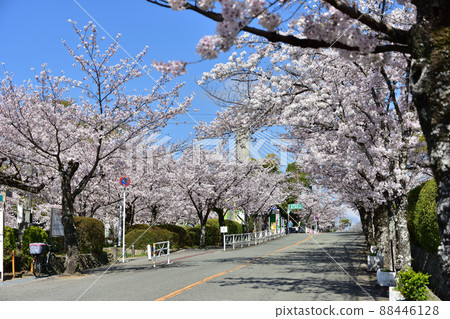 Sakura in Satsukiyama Park, Ikeda, Osaka - Stock Photo [88446128