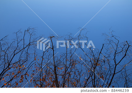 dry tree fall season against blue sky for nature background dry tree fall season against blue sky for nature background 88446239