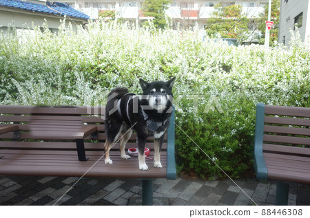 一隻可愛的黑柴犬和盛開的繡線菊 88446308