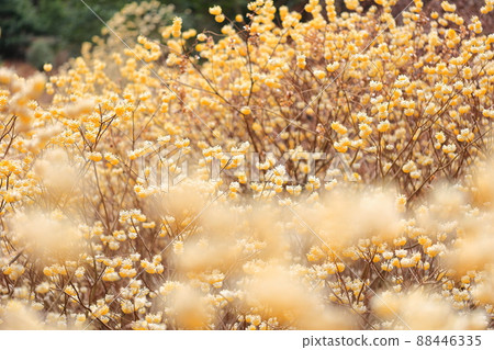 成長的三um 成長的三um 88446335