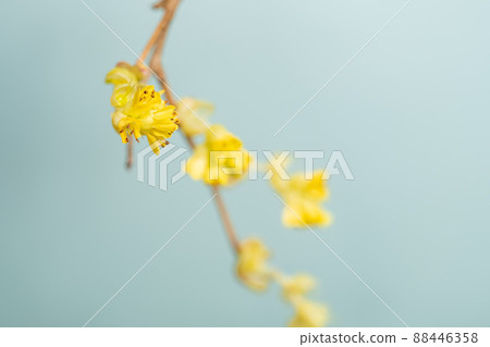 [Flower] Yellow corylopsis spicy, Tosa Mizuki 88446358