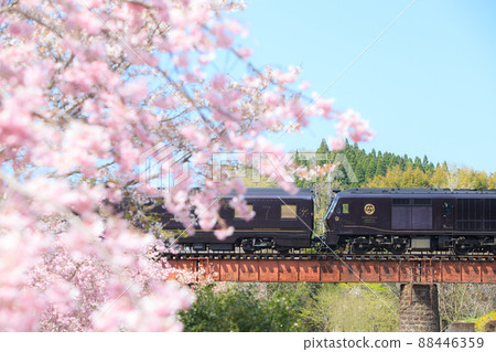 Cherry blossoms in full bloom and cruise train "Nana Stars in Kyushu" (JR Kyushu) 88446359