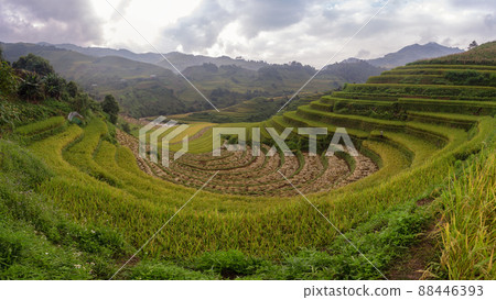 Green terraced rice fields in rainy season at Mu Cang Chai, Vietnam Green terraced rice fields in rainy season at Mu Cang Chai, Vietnam 88446393