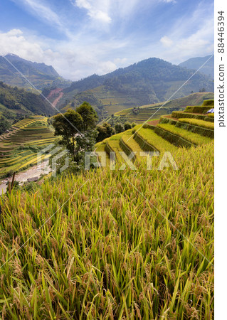 Green terraced rice fields in rainy season at Mu Cang Chai, Vietnam Green terraced rice fields in rainy season at Mu Cang Chai, Vietnam 88446394