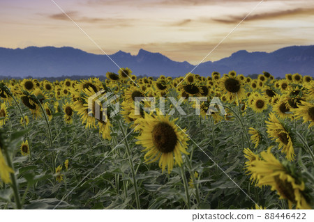 Beautiful sunflowers in spring field and the plant of sunflower is wideness plant in travel location, Khao Chin Lae Sunflower Field, Lopburi Province, Thailand 88446422