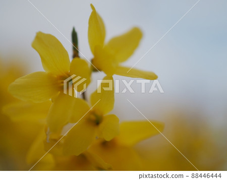 連翹向天延伸 連翹向天延伸 88446444