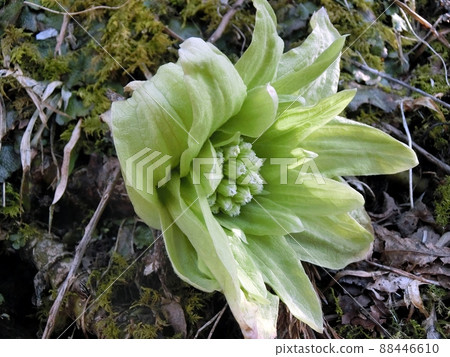 Fukinotou女株（秋田市新別） 88446610