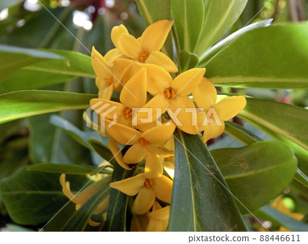 難波津（秋田市） 88446611