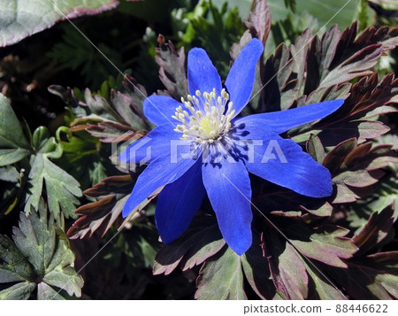 海葵pseudoaltaica(秋田市) 海葵pseudoaltaica(秋田市) 88446622