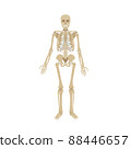 Illustration of the structure of the human body. 88446657
