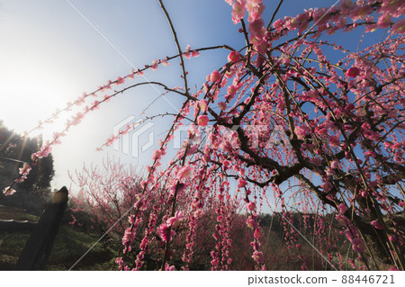 Tsukigase where plums shine in early spring Tsukigase where plums shine in early spring 88446721
