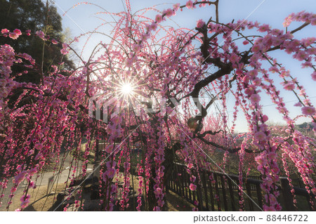 Tsukigase where plums shine in early spring Tsukigase where plums shine in early spring 88446722