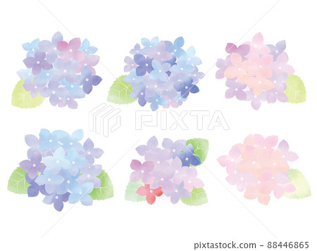 Illustration of hydrangea drawn in watercolor 88446865