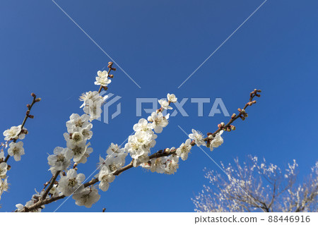 Tsukigase where plums shine in early spring Tsukigase where plums shine in early spring 88446916