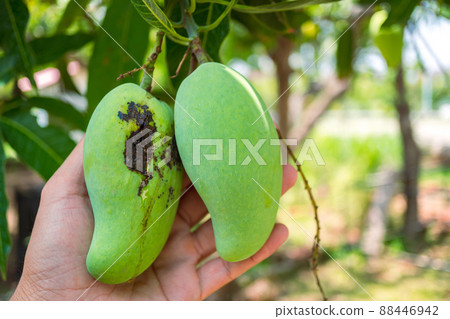 Rotten mango in farmer's hand., The mango was pierced by insects to damage the skin of the mango., Disease in mango that causes the skin of mango fruits and leaves to become black spots. Rotten mango in farmer's hand., The mango was pierced by insects to damage the skin of the mango., Disease in mango that causes the skin of mango fruits and leaves to become black spots. 88446942