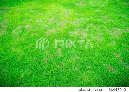 Out of focus on the lawn, blurry photos on the grass, Dead grass of the nature background. a patch is caused by the destruction of fungus Rhizoctonia Solani grass leaf change from green to dead. 88447040