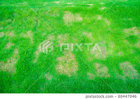 Out of focus on the lawn, blurry photos on the grass, Dead grass of the nature background. a patch is caused by the destruction of fungus Rhizoctonia Solani grass leaf change from green to dead. 88447046