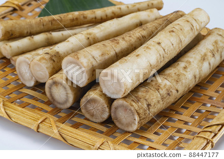 新鮮美味的牛蒡細分切塊 88447177