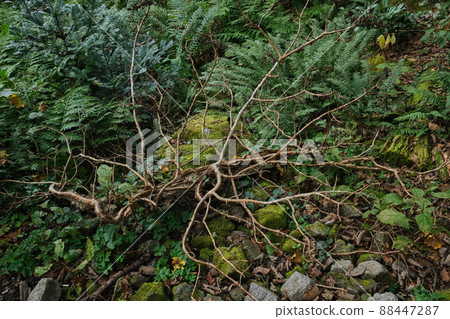 山路上的浮木 88447287