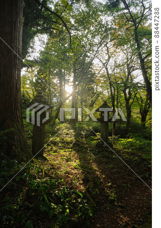 回家路上的燈籠 88447288