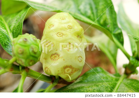 Ripe Noni's fruit. Ripe Noni's fruit. 88447415