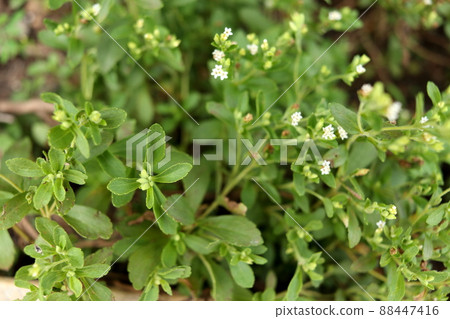 Leaves and branch of Stevia or Candyleaf tree. Leaves and branch of Stevia or Candyleaf tree. 88447416
