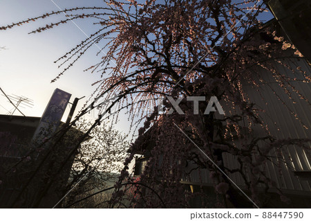 Tsukigase where plums shine in early spring Tsukigase where plums shine in early spring 88447590