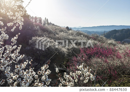 Tsukigase where plums shine in early spring 88447630