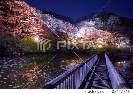 Sakura in Okuyama Park, Hamamatsu City, Shizuoka Prefecture 88447746
