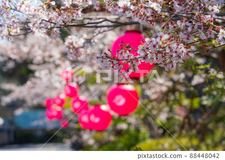 [23rd Fudasho]春天藥王寺櫻花[四國88個地方] 88448042