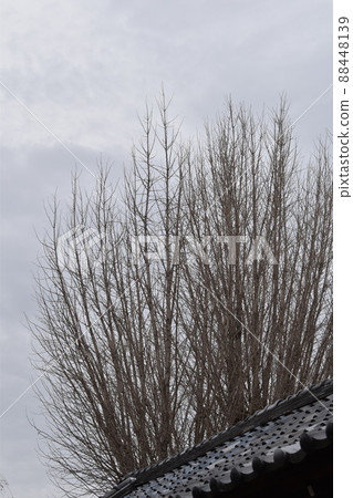 A large tree of ginkgo waiting for early summer at a temple in the ancient city 88448139