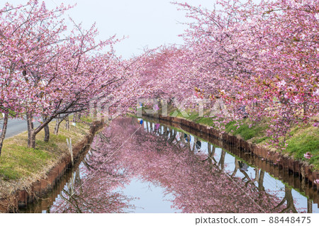 盛開的河津櫻花路 盛開的河津櫻花路 88448475