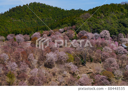 奈良吉野山上的千株櫻花和寺廟 奈良吉野山上的千株櫻花和寺廟 88448535