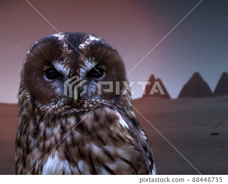Dark owl at night with the pyramids of Kamira, Sudan, in the background, selective focus, composite 88448735